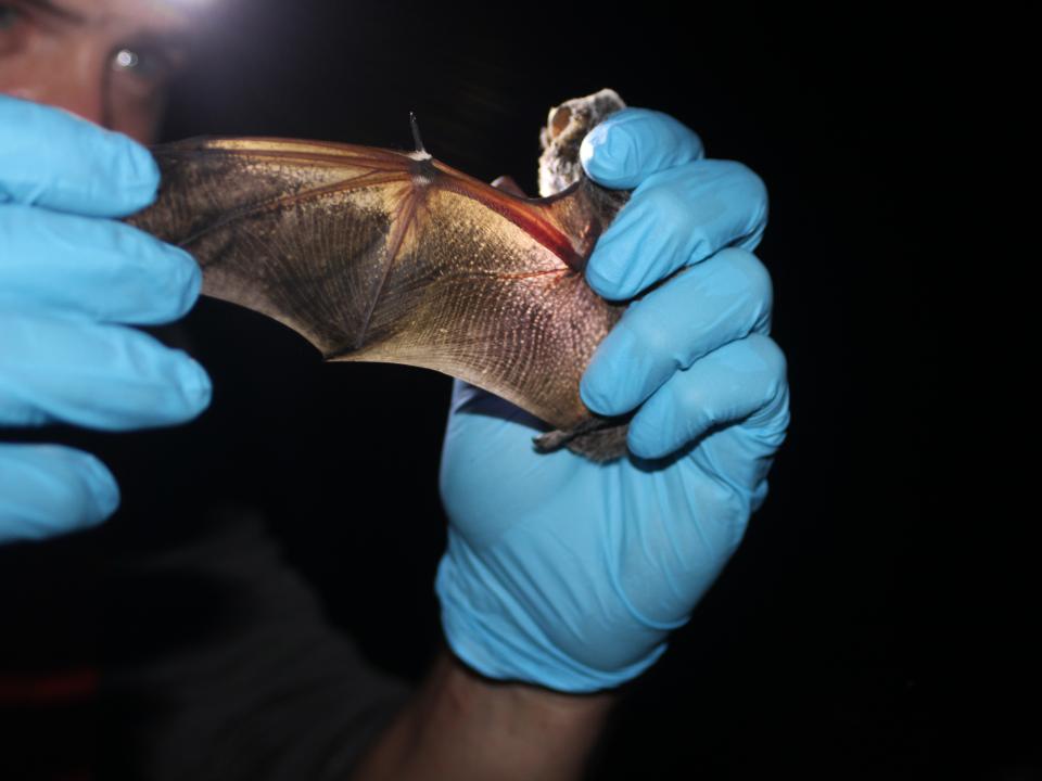White Nose Syndrome Killing Bats Across Maryland University Of